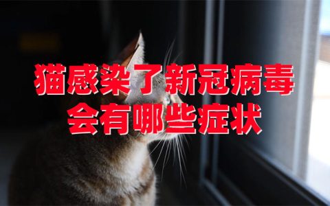 【视频】新冠病毒会传染给宠物猫吗？猫咪变成小阳人的症状是什么？
