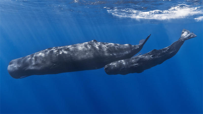 抹香鲸母子，抹香鲸能够照料幼崽很长时间