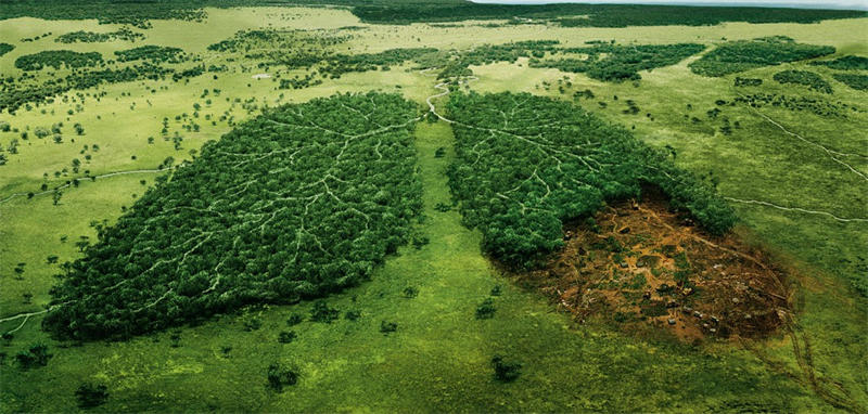 地球森林砍伐会对全球气候造成影响