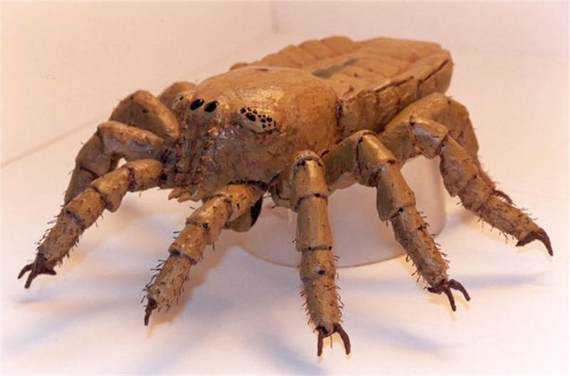 蛛形纲动物是当时陆地上最大的动物之一