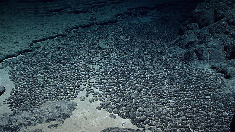 海底密密麻麻的锰结核，它们大部分的大小和鸡蛋差不多