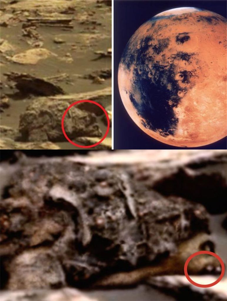 另外一只火星上发现的“熊”
