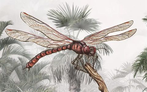 为什么史前昆虫的体型那么巨大？