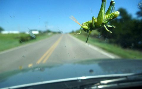 什么是挡风玻璃现象：被汽车撞死的昆虫数量越来越少