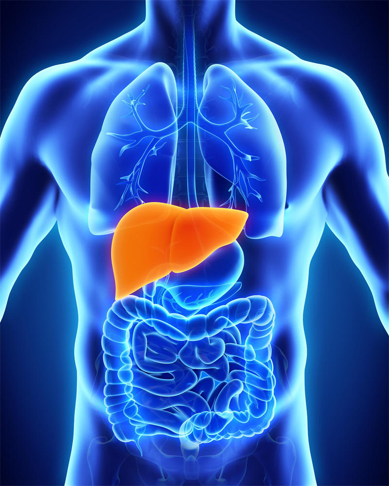 人体第二大器官是肝脏