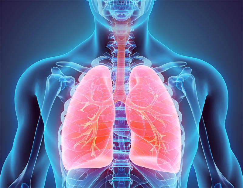 人体第四大器官是肺部