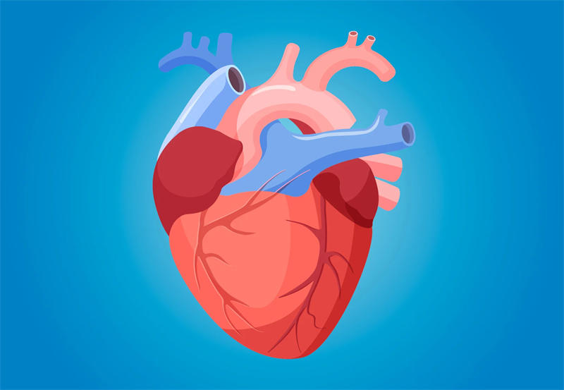 人体第五大器官是心脏