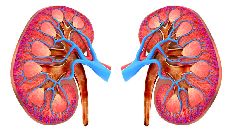 人体第六大器官是肾脏