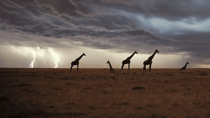 生活在稀树草原上的长颈鹿因为个子太高，很容易被闪电击中